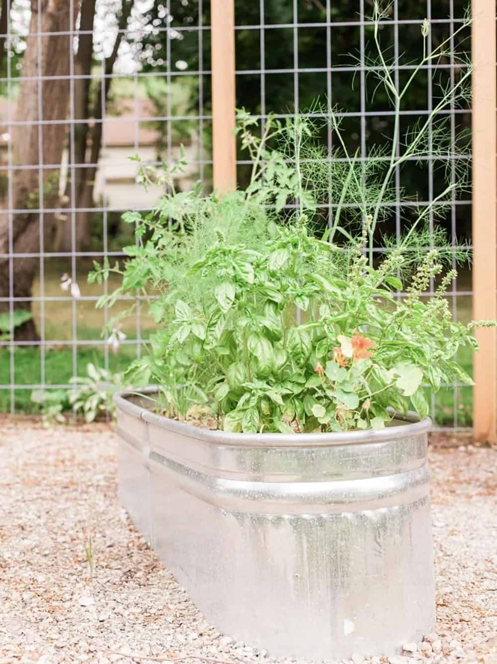 galvenized trough planter for herbs