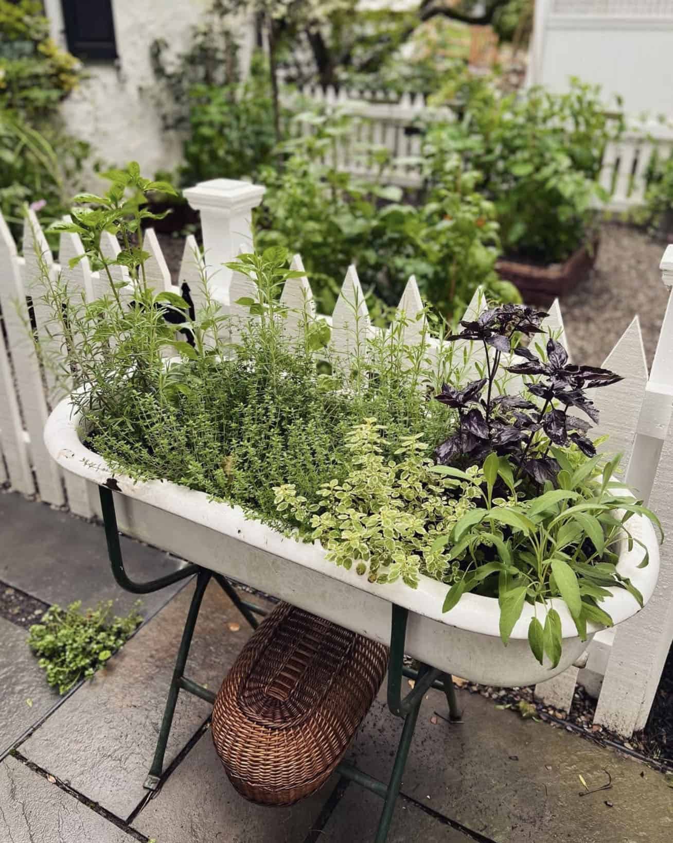 raised tub herb garden