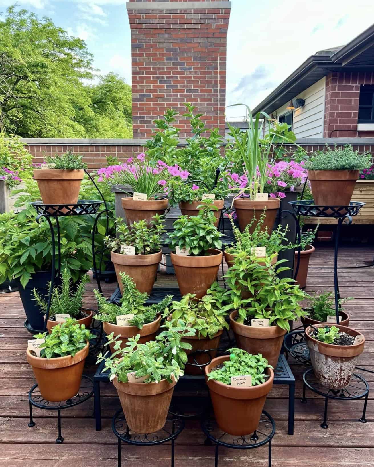 herb garden with terracotta pots