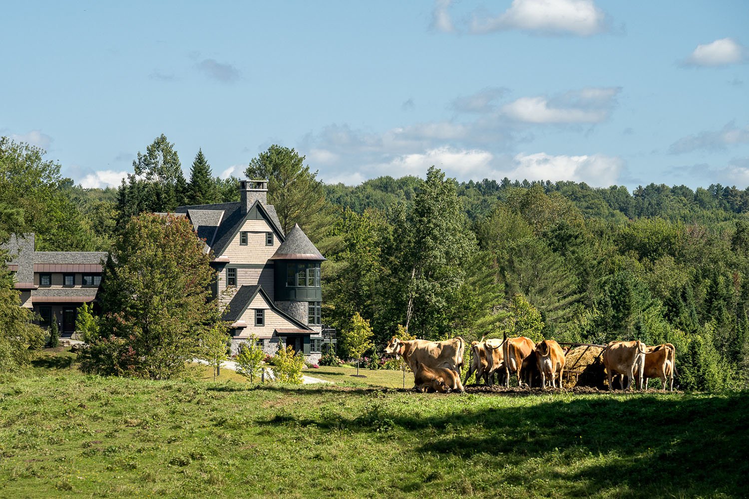 A group of cows standing in a field near a house