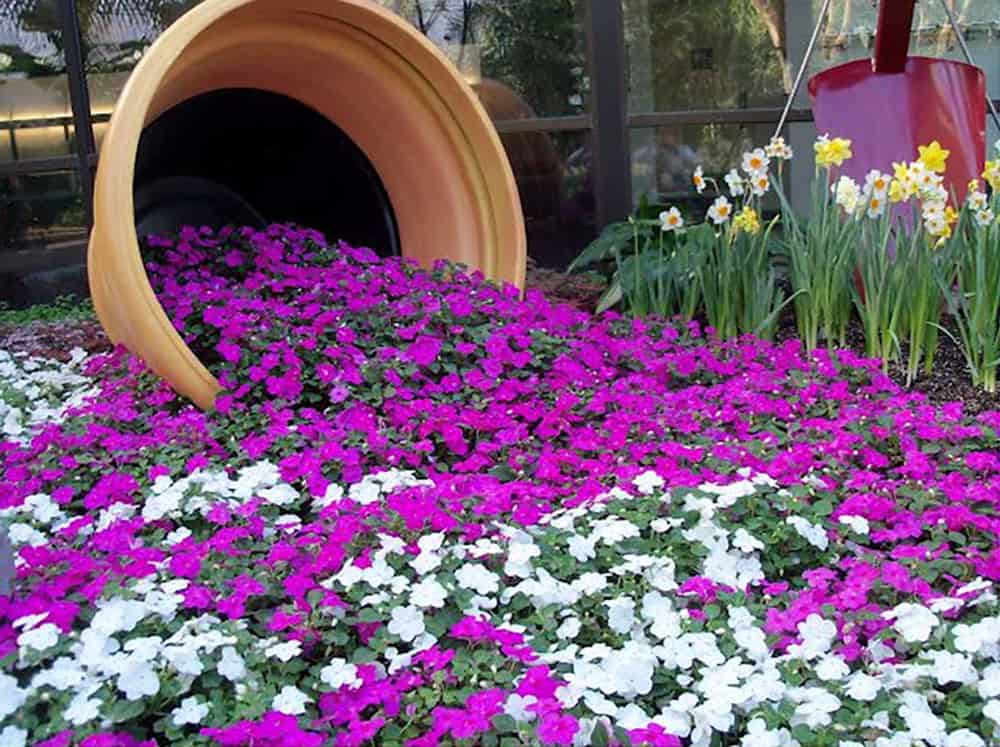 flower pot on its side with purple and white impatiens
