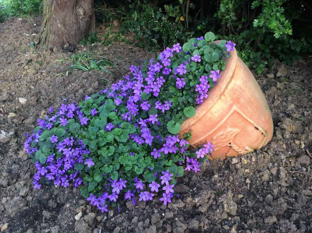 spilled pot garden