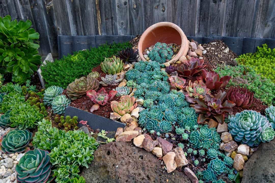 succulent flower bed with a tipped pot