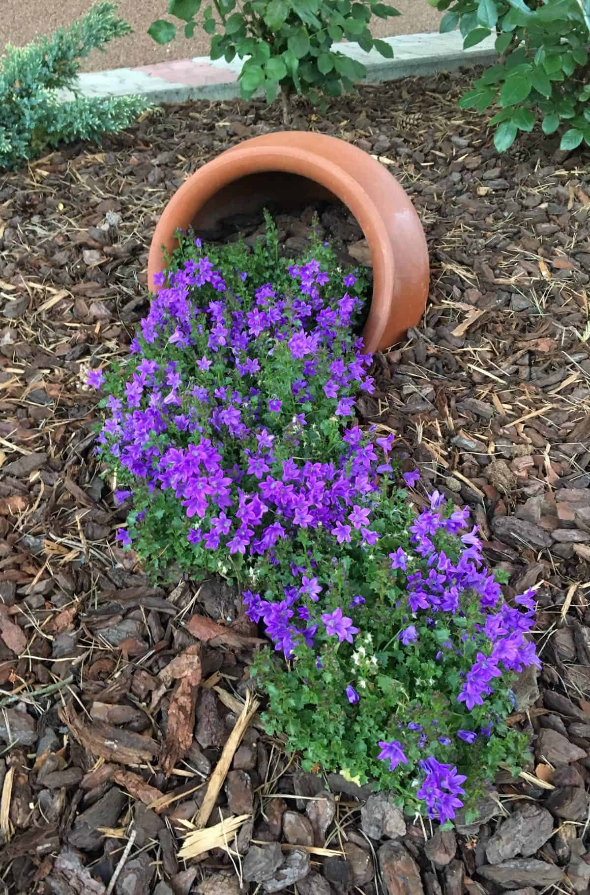 clay pot tipped over with purple flowers spilling out