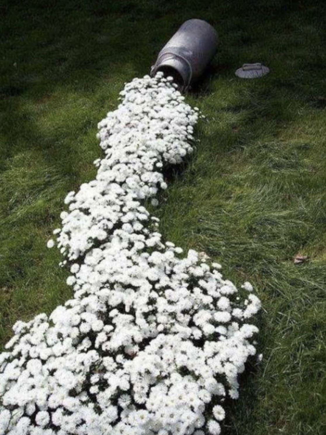 milk can with spilled flowers