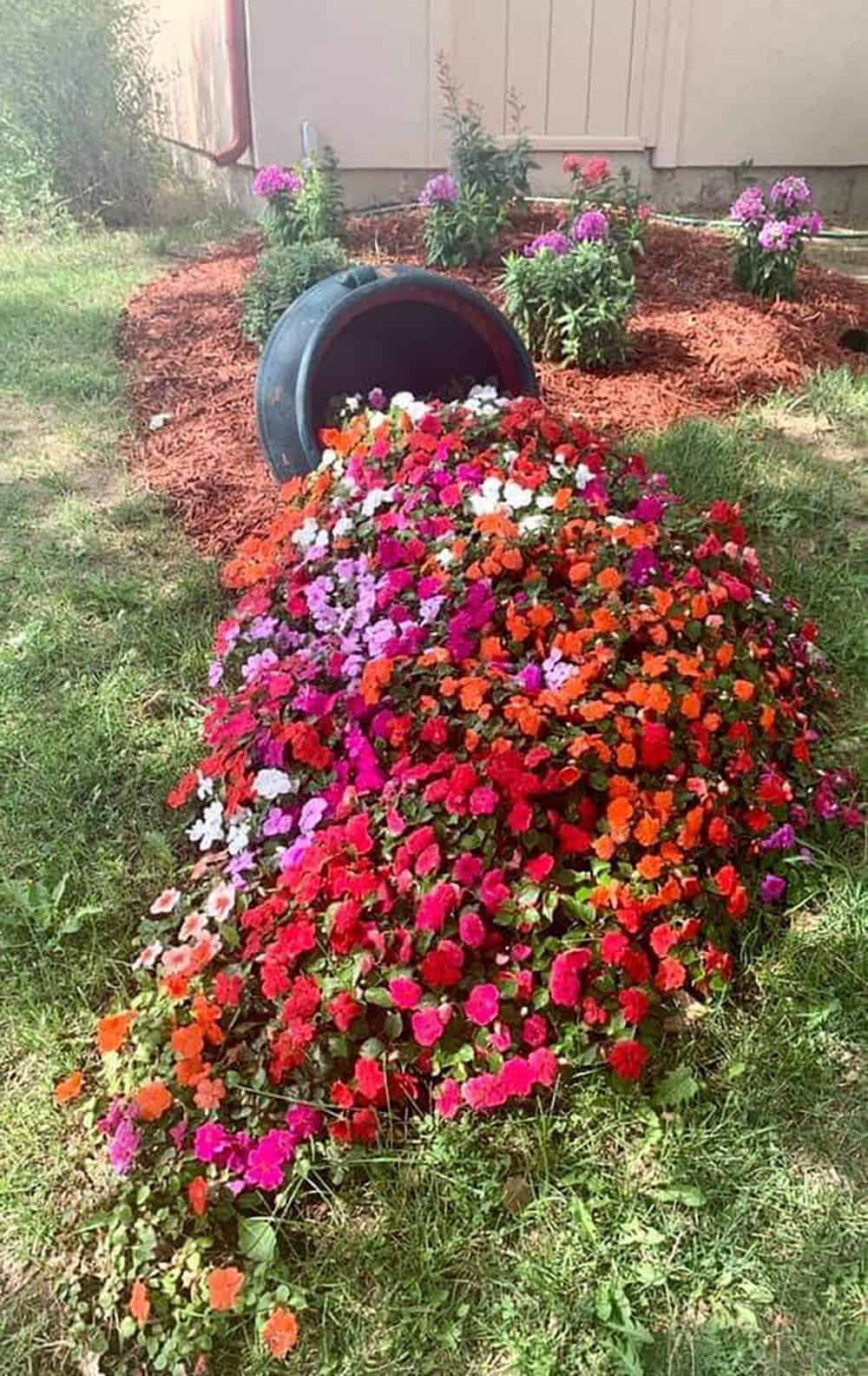 spilled flower pot with colorful blooms