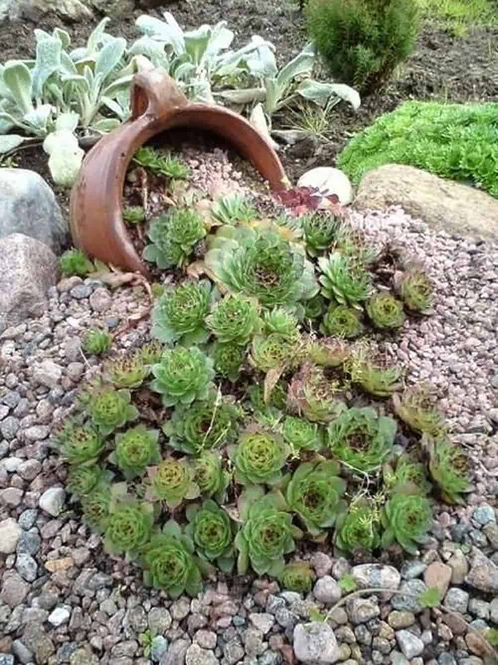 spilled succulent garden
