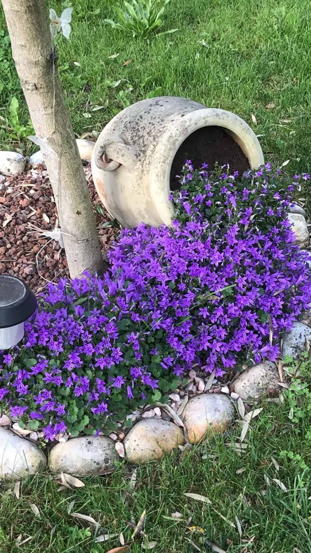 spilled flower pot with purple bellflowers and stone edging