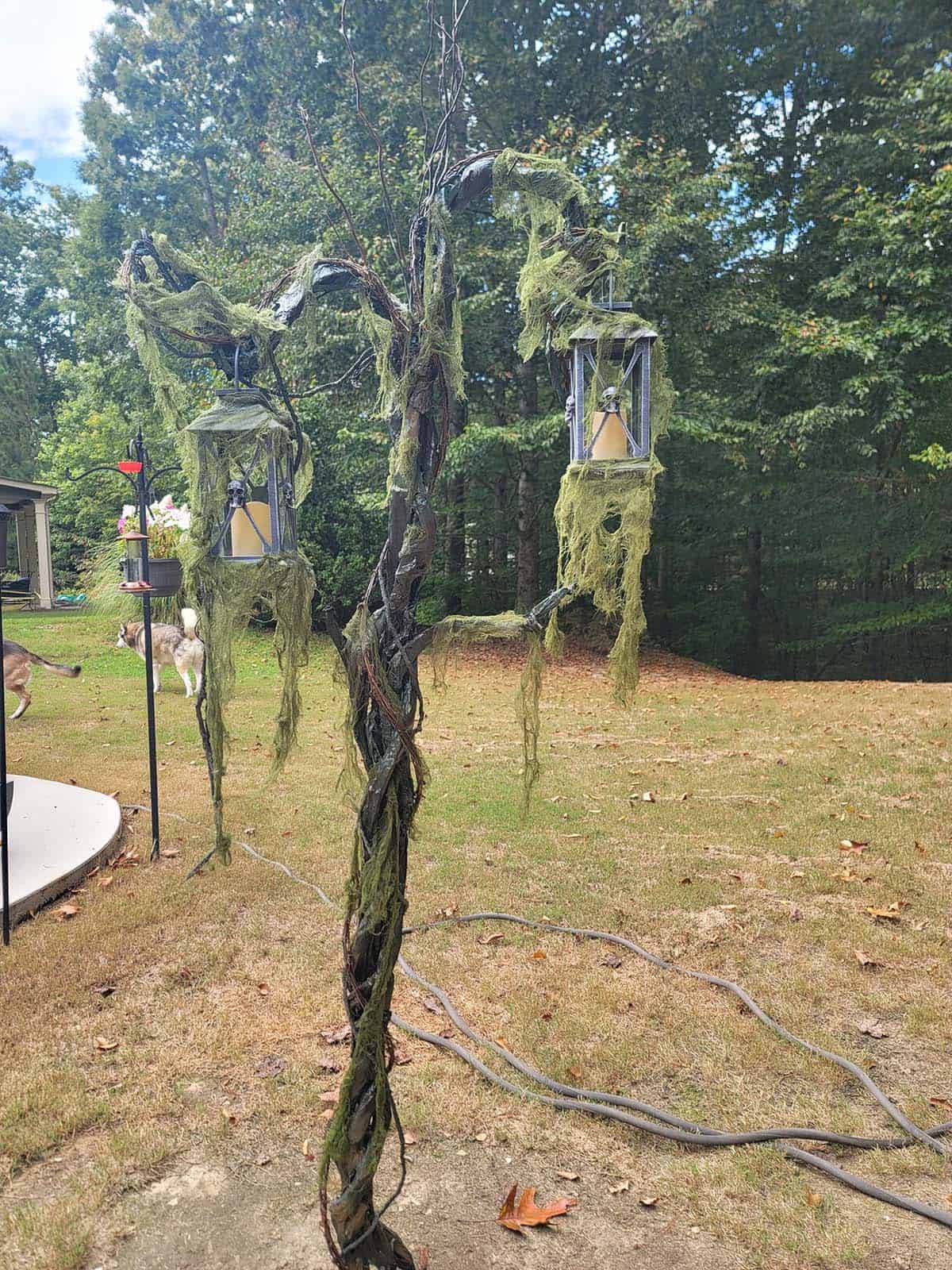 halloween yard with solar lanterns hanging from a spooky tree
