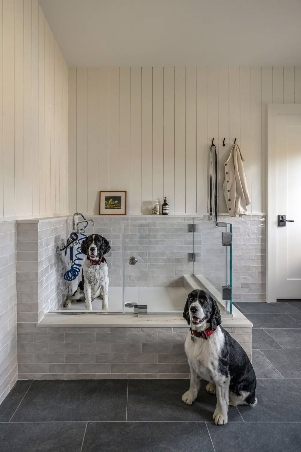 modern laundry room with a dog wash station