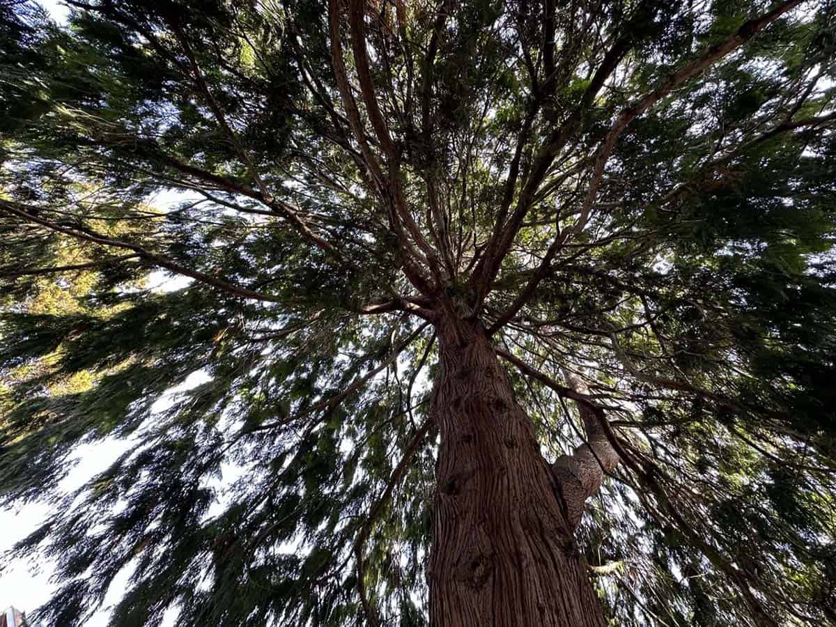 backyard home office views of the trees