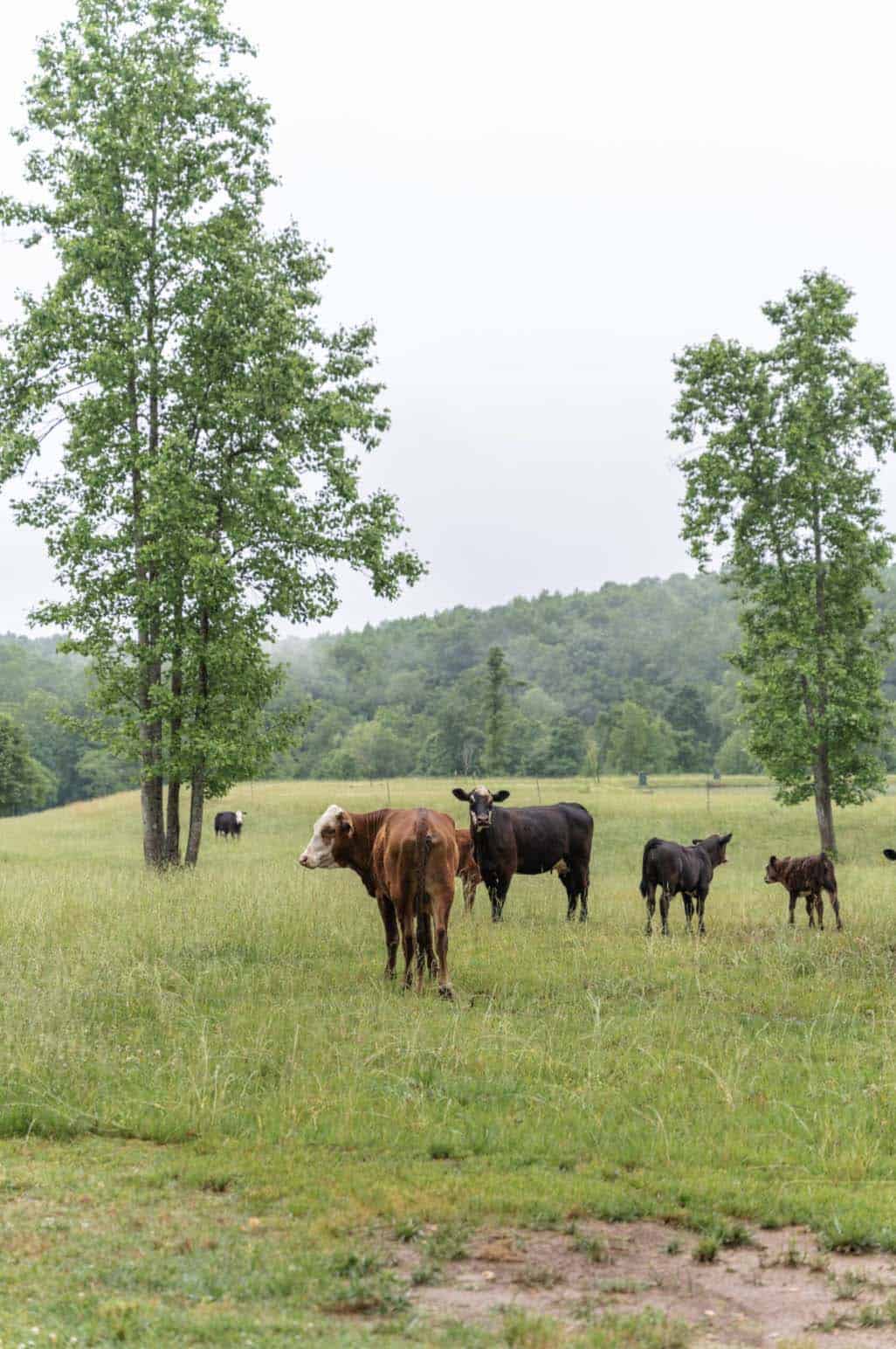 farm house landscape