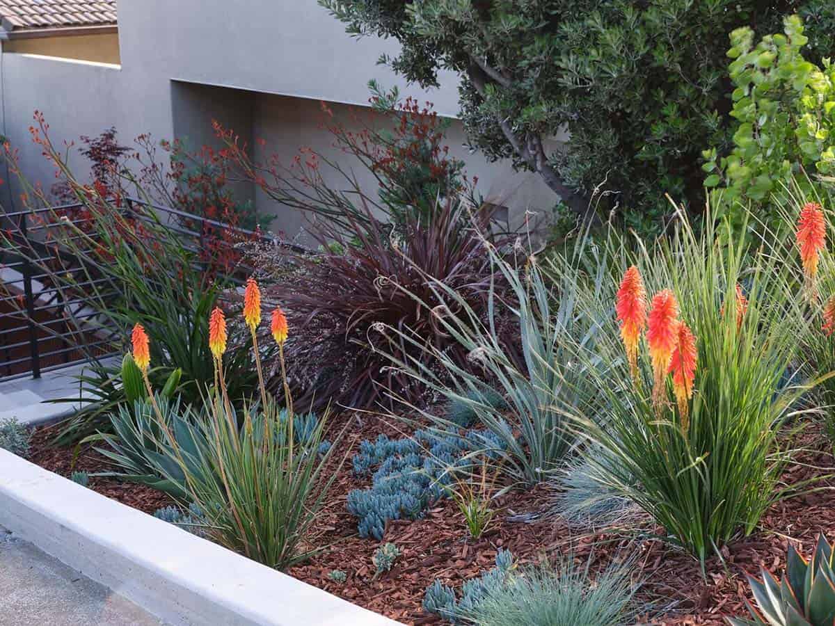 drought tolerant hillside garden with red hot poker kniphofia blue fescue agave and phormium Huettl Landscape Architecture Point Richmond