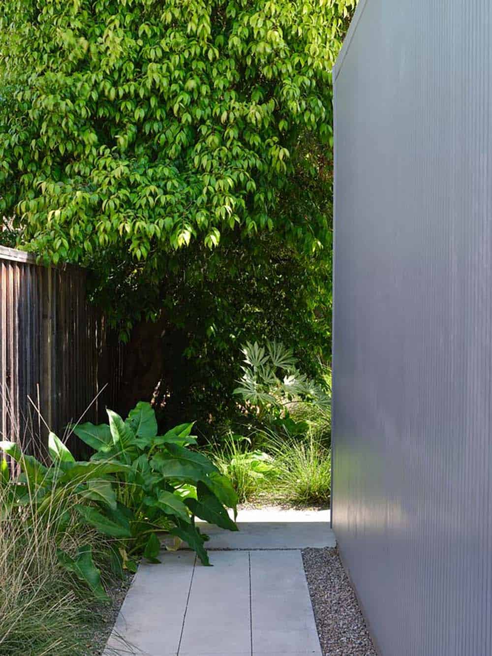 lush drought tolerant side garden path with concrete pavers tropical plants and gray Eichler exterior siding