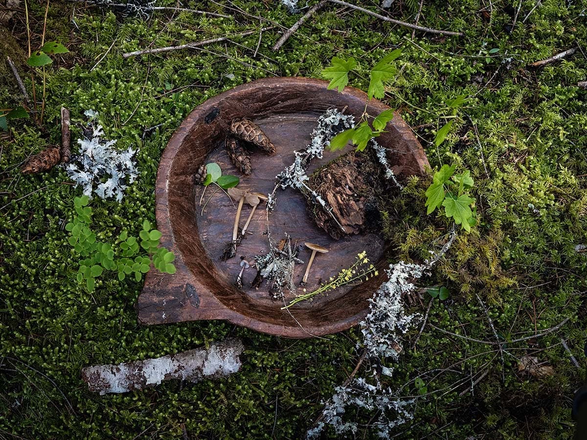 Overhead detail of wooden dough bowl with pine cones, mushrooms, and lichen collected from the forest floor, Mt. Rainier