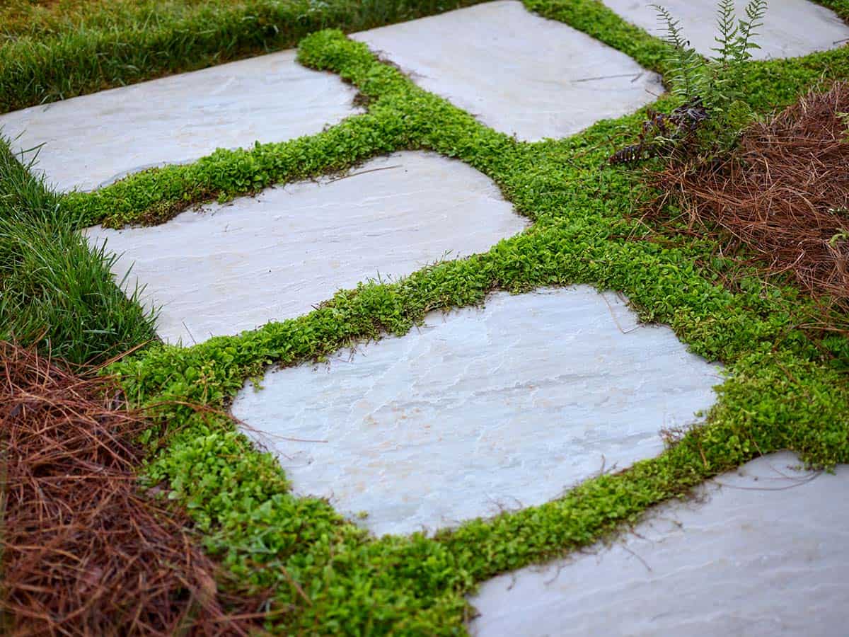 Close-up of large bluestone pavers with creeping ground cover filling the joints