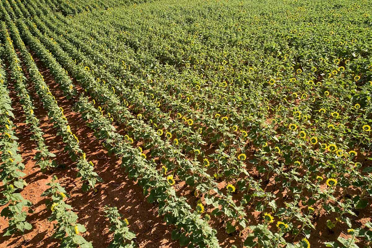 Field of sunflowers of contemporary home on a riverfront property