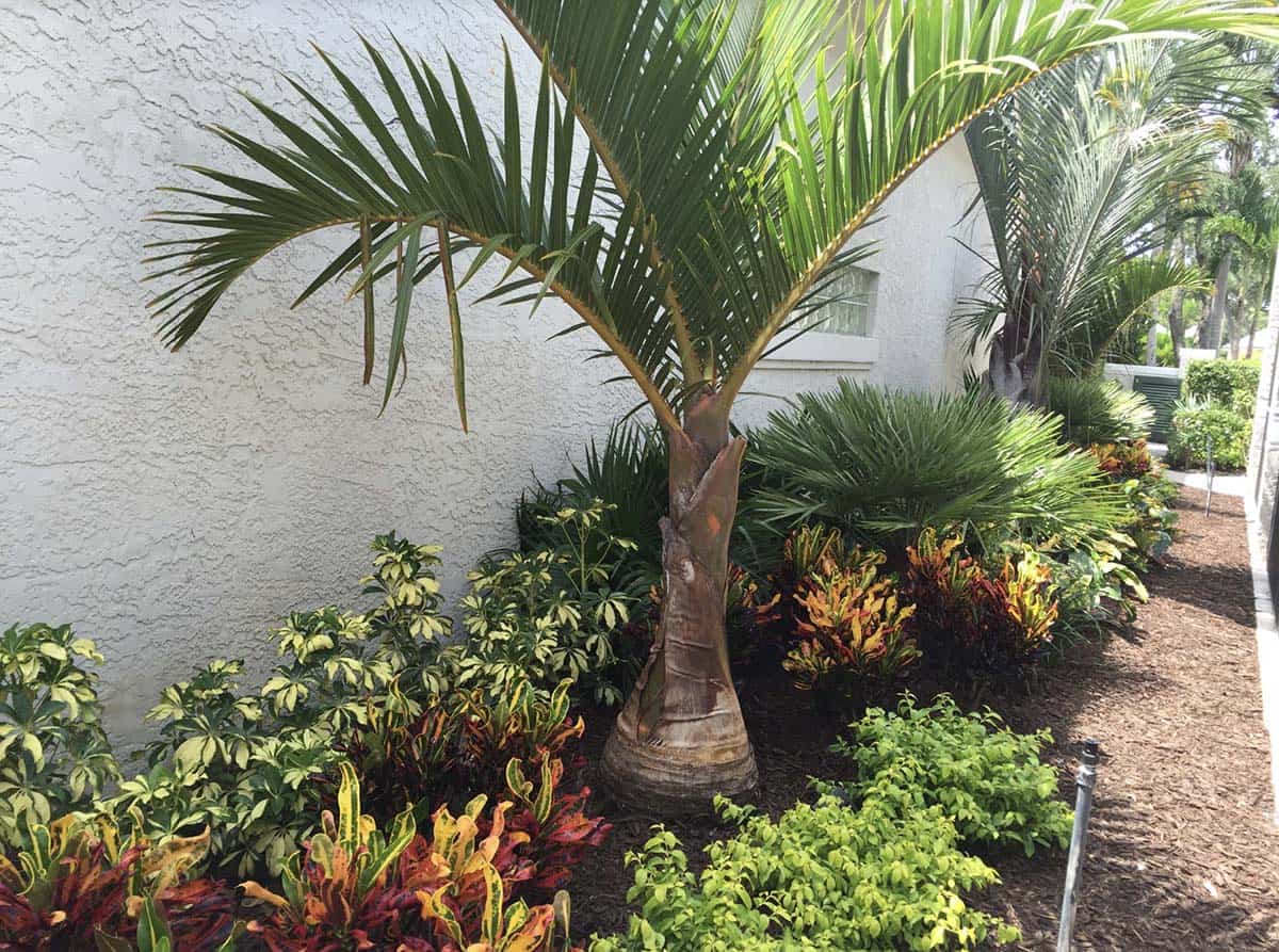 Narrow tropical garden bed along a stucco wall with a triangle palm, colorful crotons, schefflera, and dwarf palms