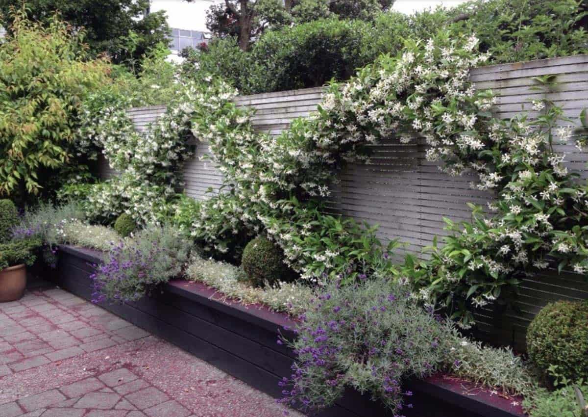 Narrow raised garden bed with Chinese star jasmine on espalier framework, lavender, and clipped boxwood