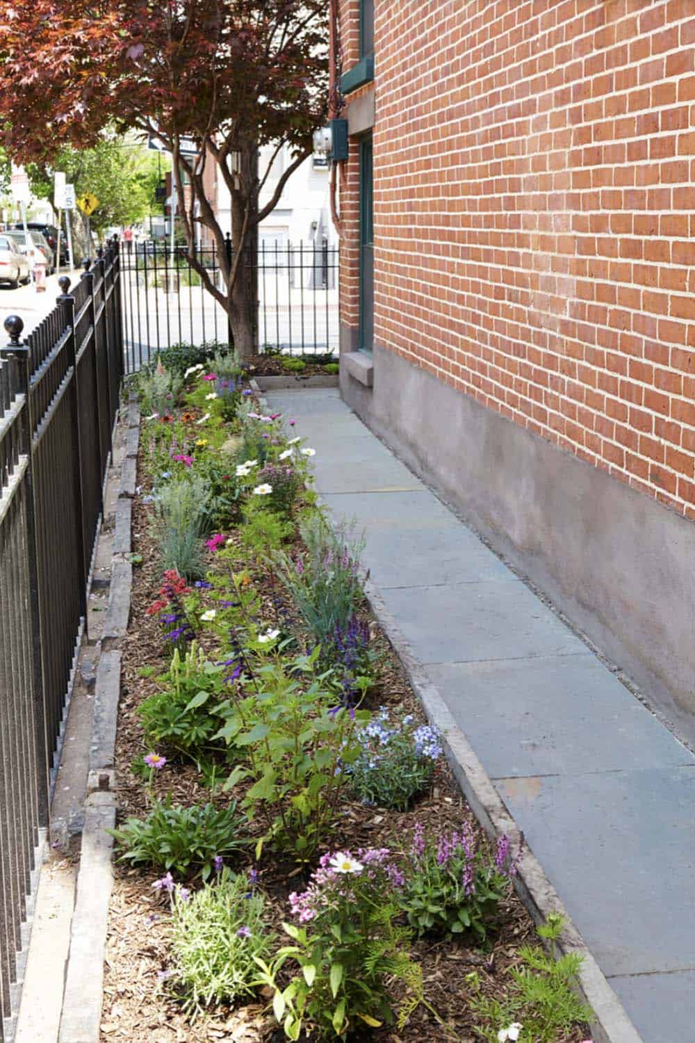 Narrow urban wildflower garden bed along brick building with colorful mixed perennials and iron fence in New York