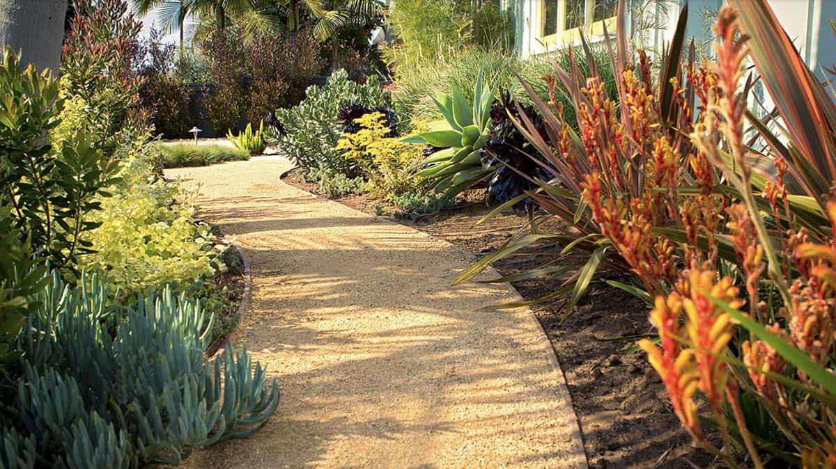Narrow drought-tolerant garden bed with succulents, kangaroo paw, agave, and decomposed granite path in Los Angeles
