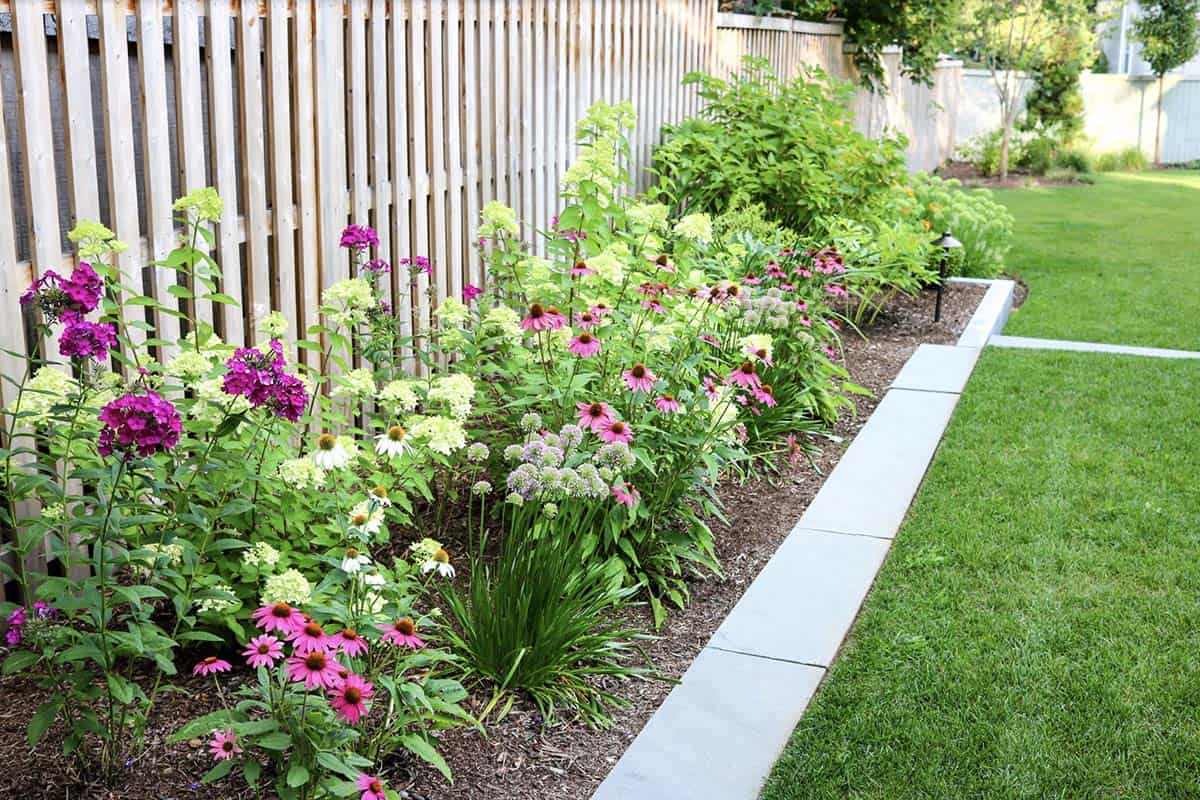 A narrow perennial border along a wood fence with pink coneflowers, purple phlox, and lime hydrangeas edged with clean stone pavers beside a lawn