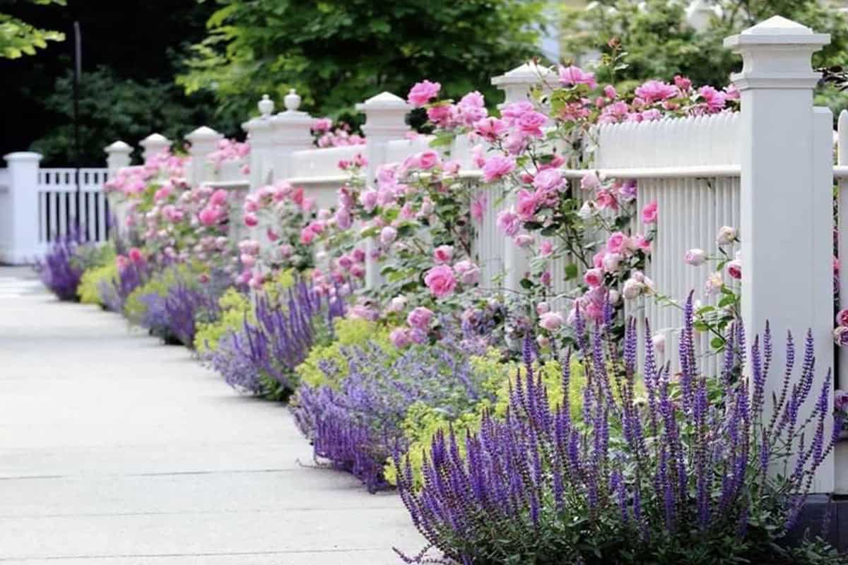 Narrow garden bed along white picket fence with climbing pink roses, salvia, and lavender