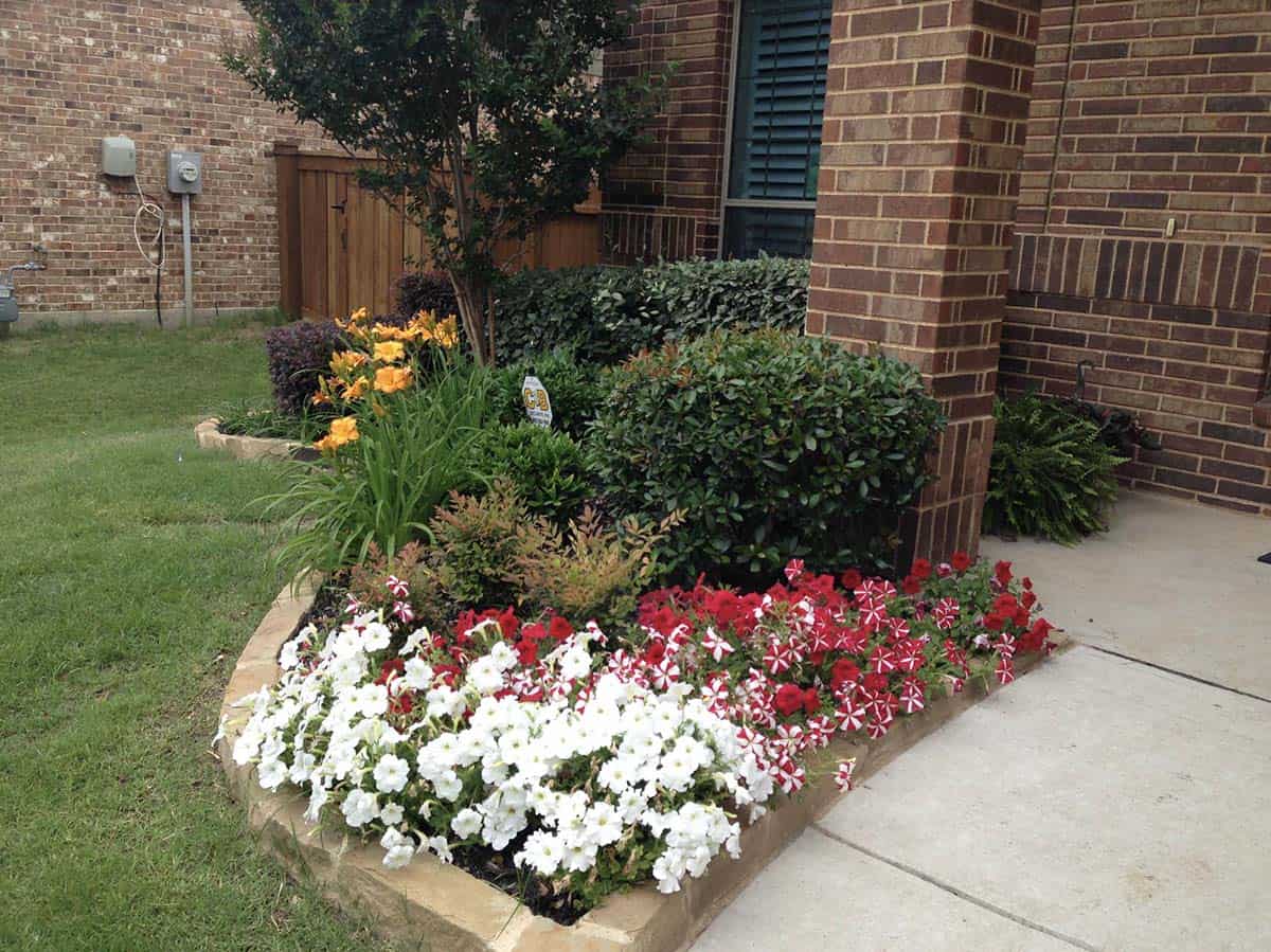 Front yard foundation bed with stone border, white and red petunias, daylilies, and evergreen shrubs