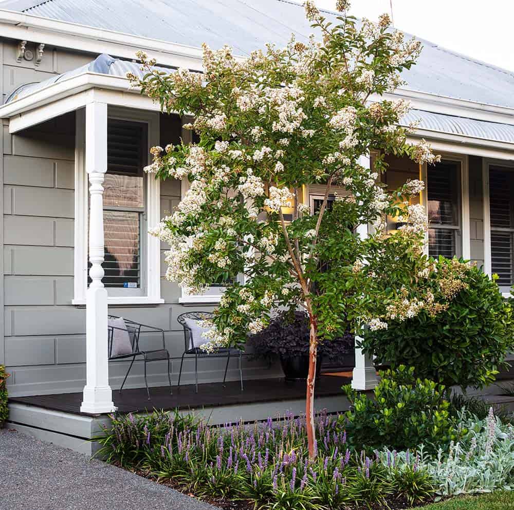 Small front yard with Natchez crepe myrtle, lavender border, and classic porch on gray cottage-style home