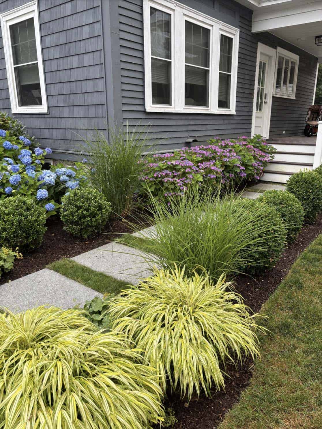 Small front yard foundation border with hakone grass, blue hydrangeas, boxwood, and stepping stones