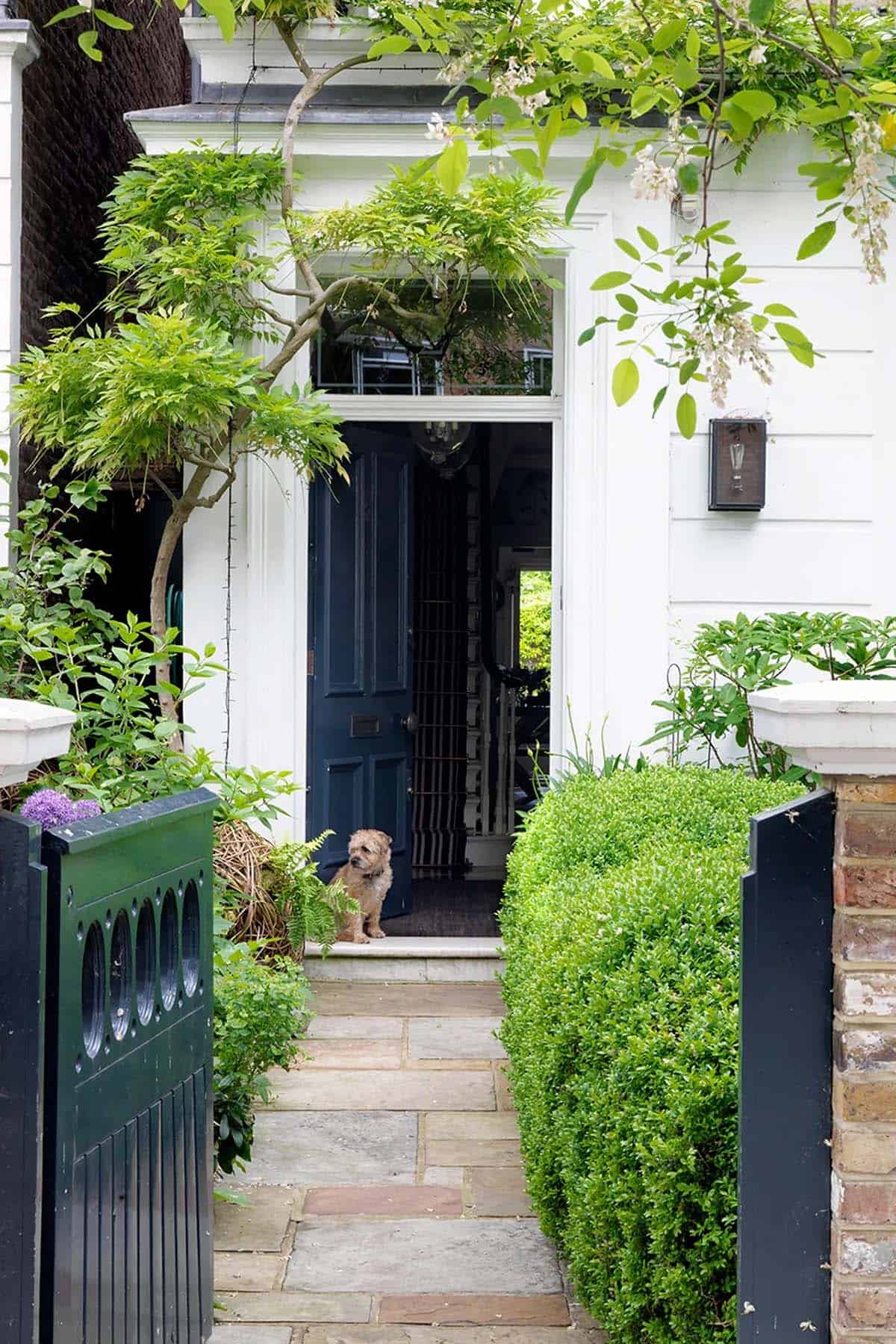 Alt tag: Narrow townhouse front garden with flagstone path, boxwood, wisteria, and navy blue door