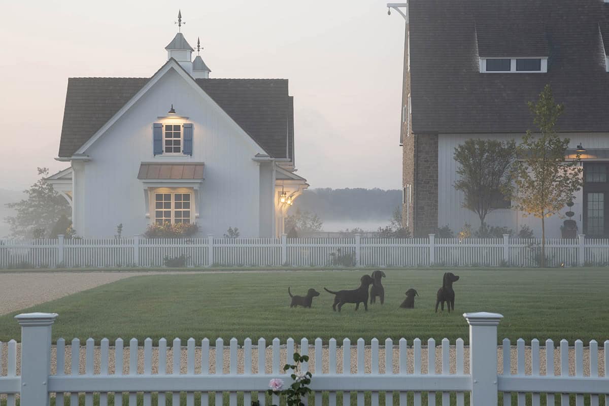 Black Labrador puppies playing on misty dawn lawn between the white carriage house and stone barn outbuildings