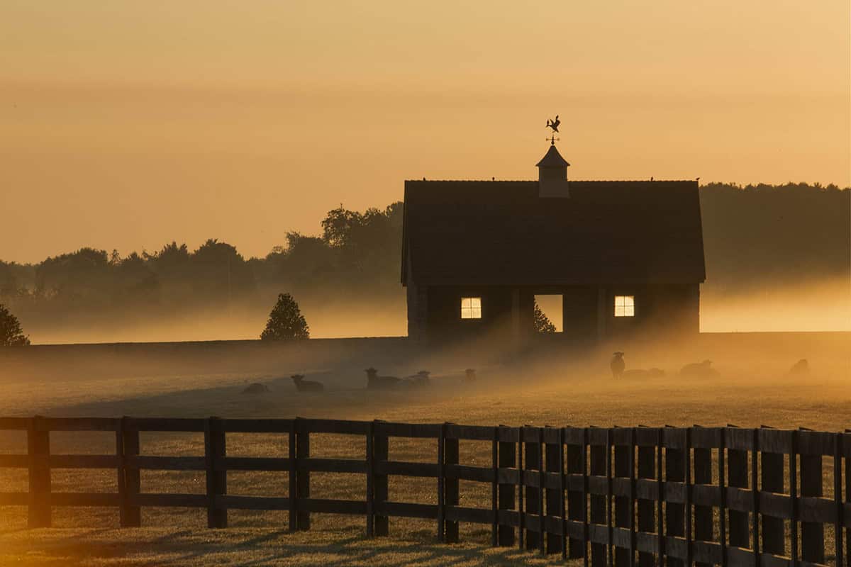 Silhouette of stone farm cottage with glowing windows, rooster weather vane, and sheep grazing in golden misty sunrise field