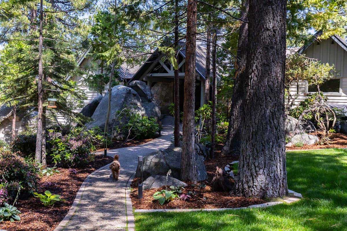 Winding garden path through pine trees and boulders with dog at mountain lodge