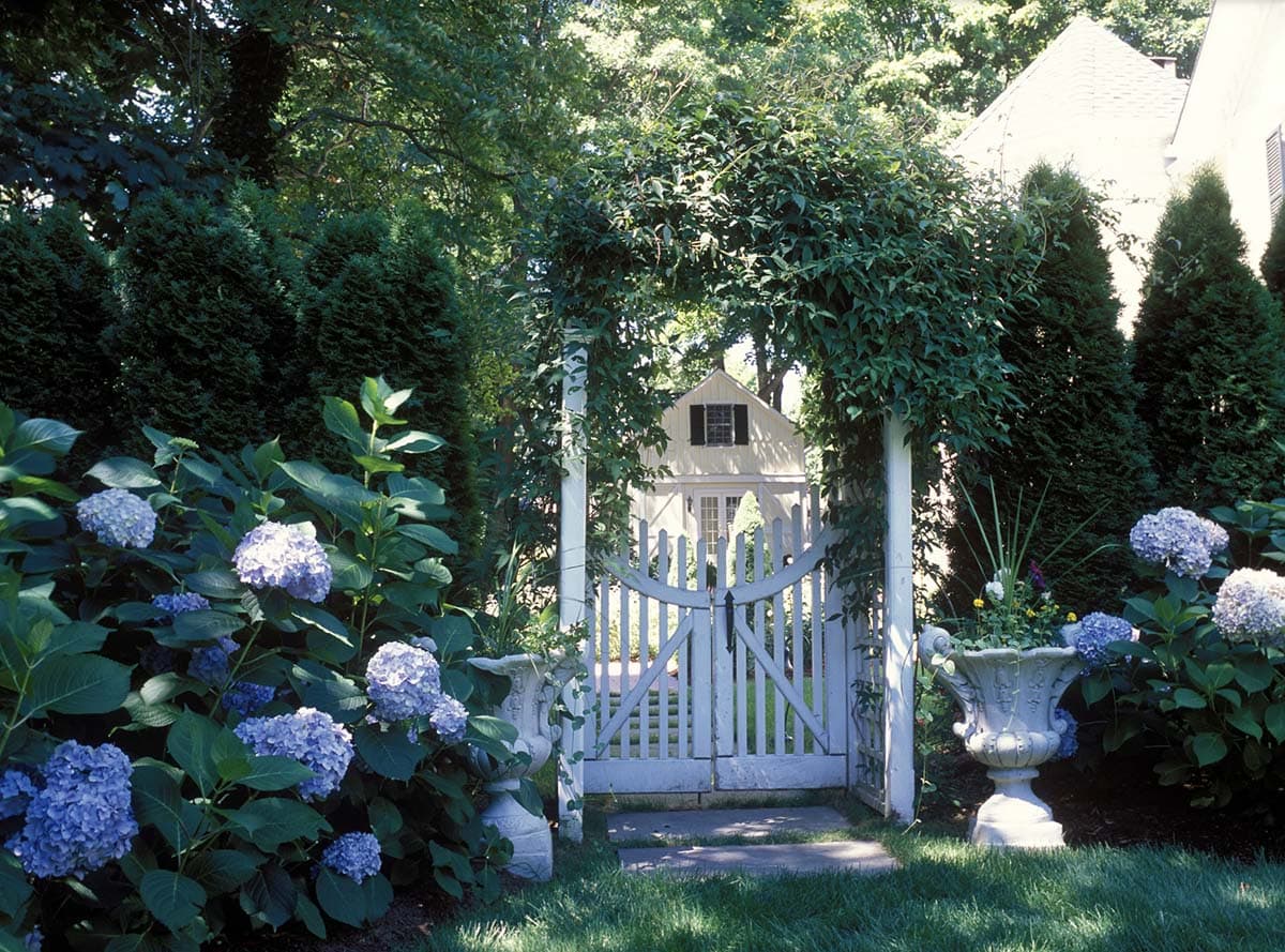 White garden gate surrounded by arborvitae hedge and blue hydrangeas