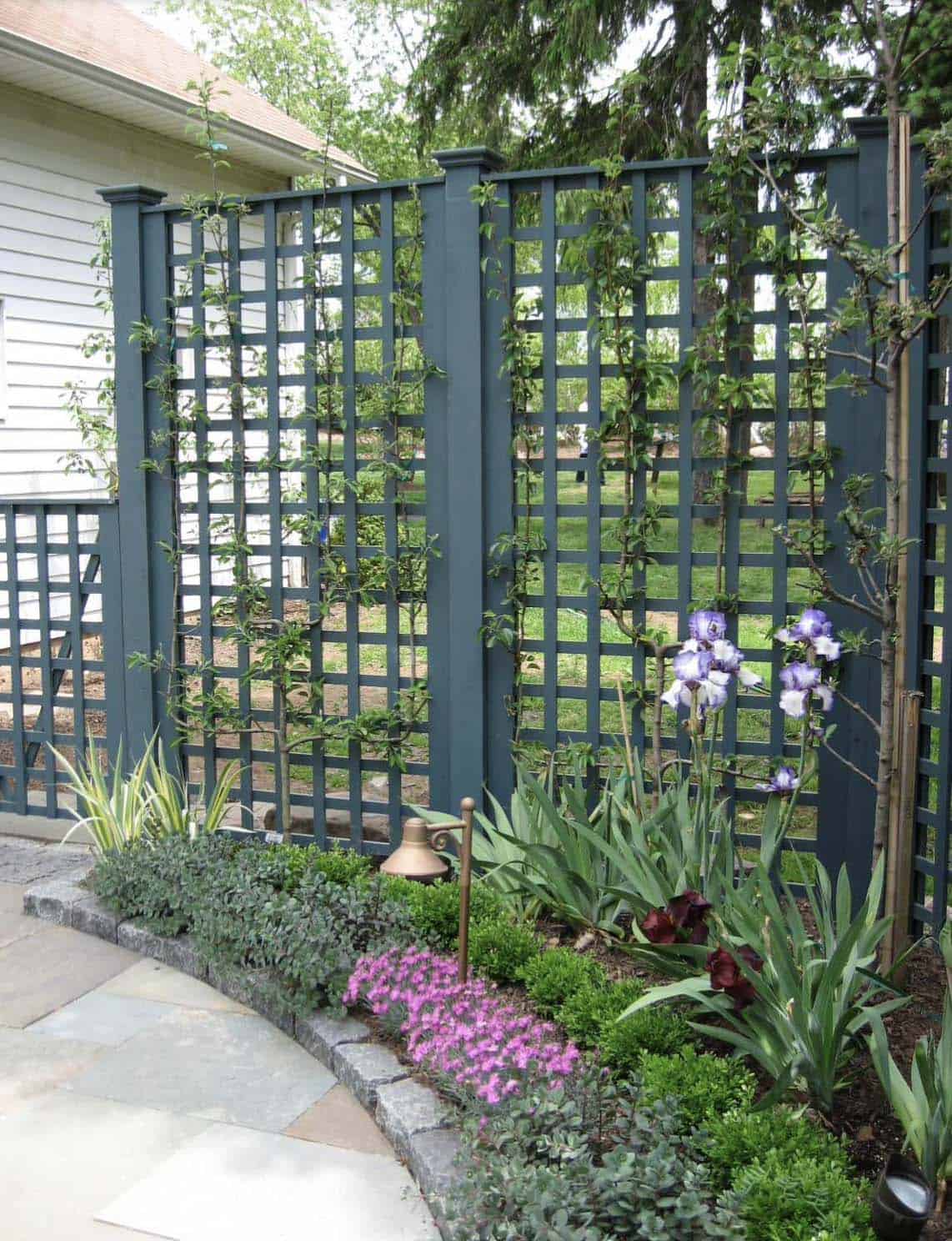 Dark green painted trellis privacy screen with espaliered apple trees and perennial garden bed
