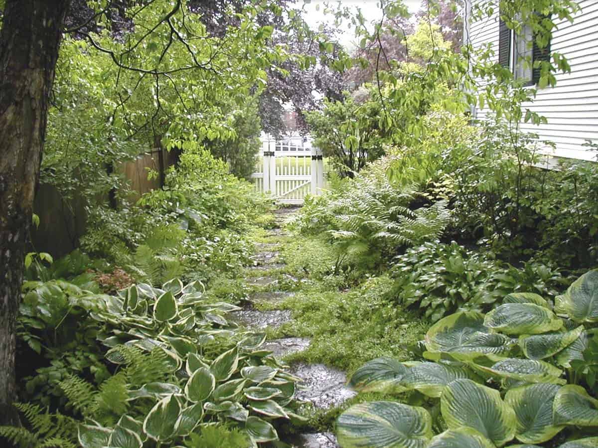 A lush shade garden along the north side of a house, with a stone stepping-stone path leading to a white garden gate, flanked by hostas, ferns, and groundcover plants.