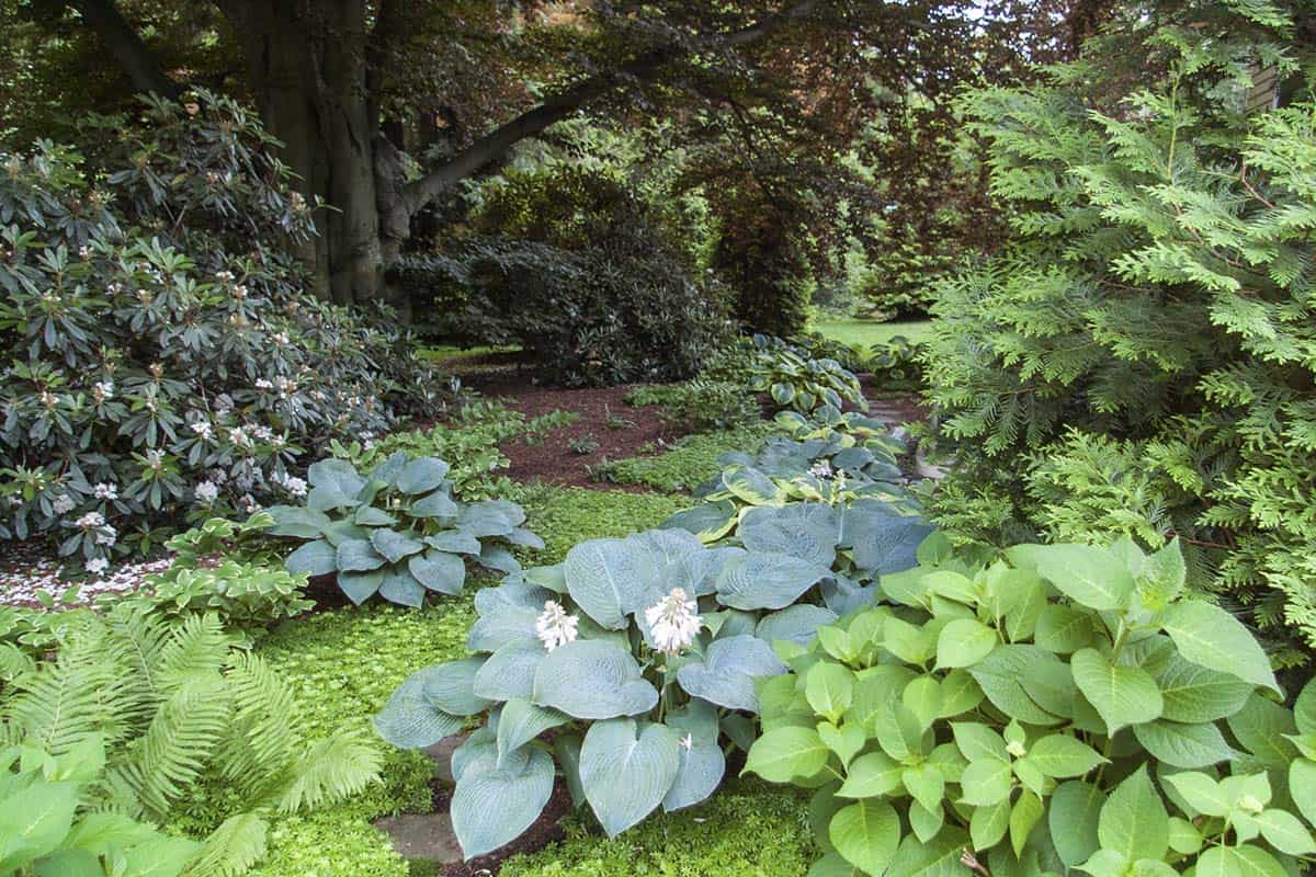 A layered shade garden beneath a tree canopy, with blue-green hostas in bloom with white flowers, ferns, and rhododendron shrubs set against a dark bark mulch ground