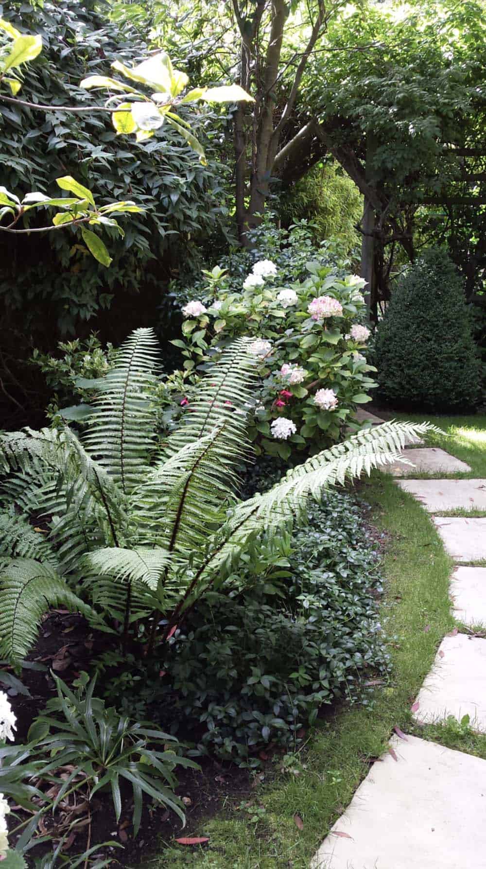 A curved stepping-stone path beside a shaded Dublin garden border, featuring a large alpine woodfern as a focal point, with pale pink hydrangeas and periwinkle groundcover beyond