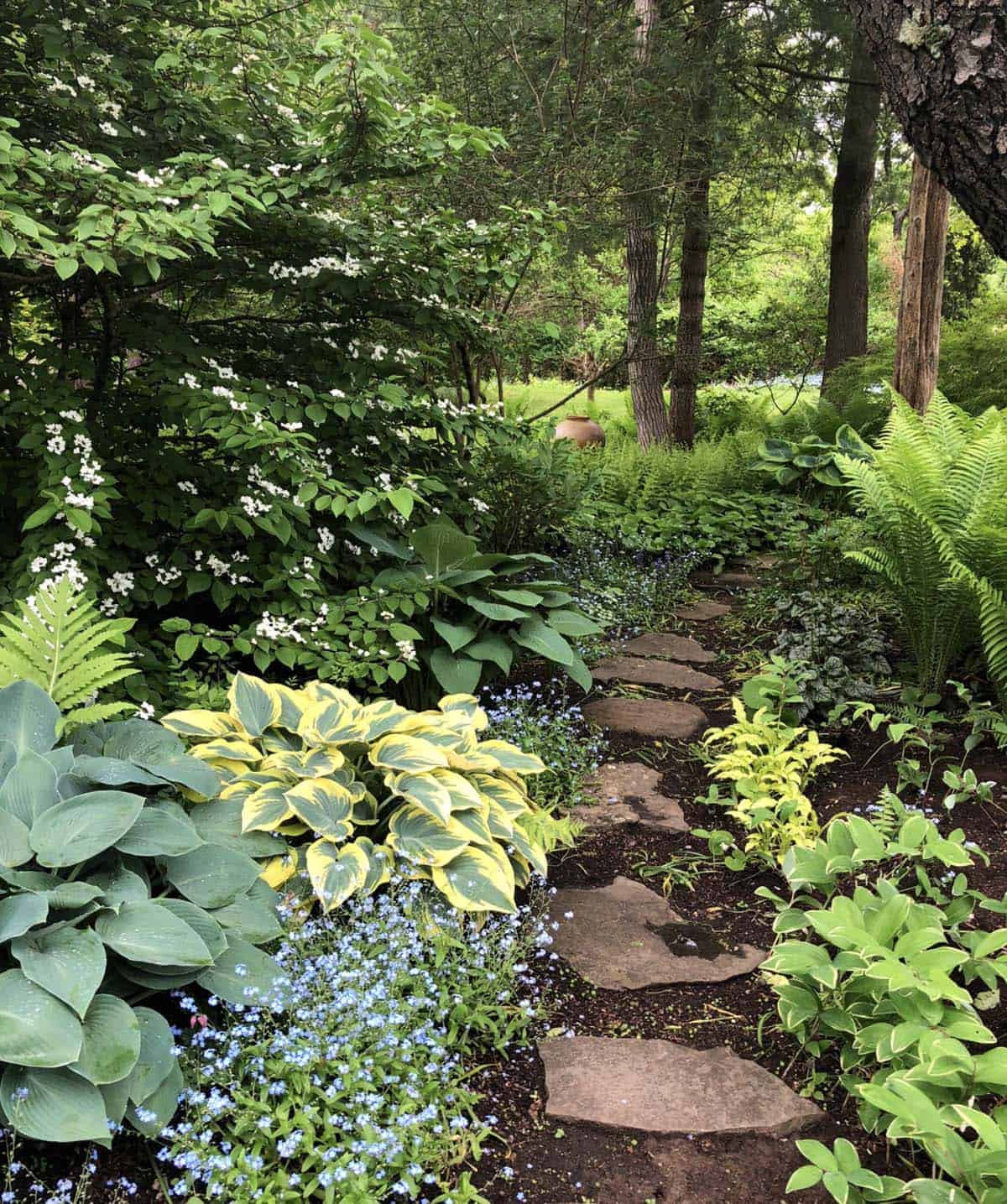 A flagstone path through a woodland shade garden in Massachusetts, bordered by hostas, ferns, white flowering dogwood, and blue forget-me-nots beneath a deciduous tree canopy