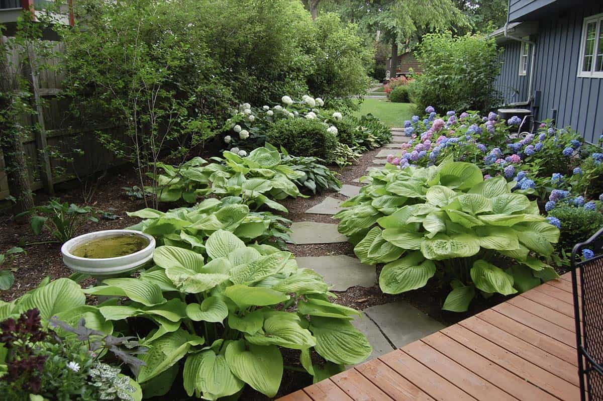 A flagstone path through a shaded backyard garden lined with large-leafed hostas, white and blue hydrangeas, and a birdbath, leading from a wood deck