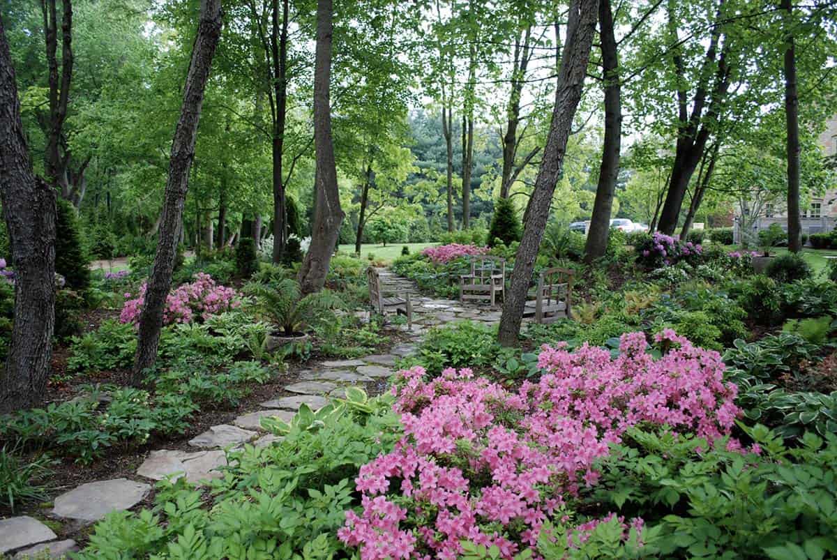 A woodland shade garden in the DC Metro area with a flagstone path leading to a bench, surrounded by blooming pink azaleas, hostas, and ferns beneath hickory, cherry, maple, oak, and poplar trees