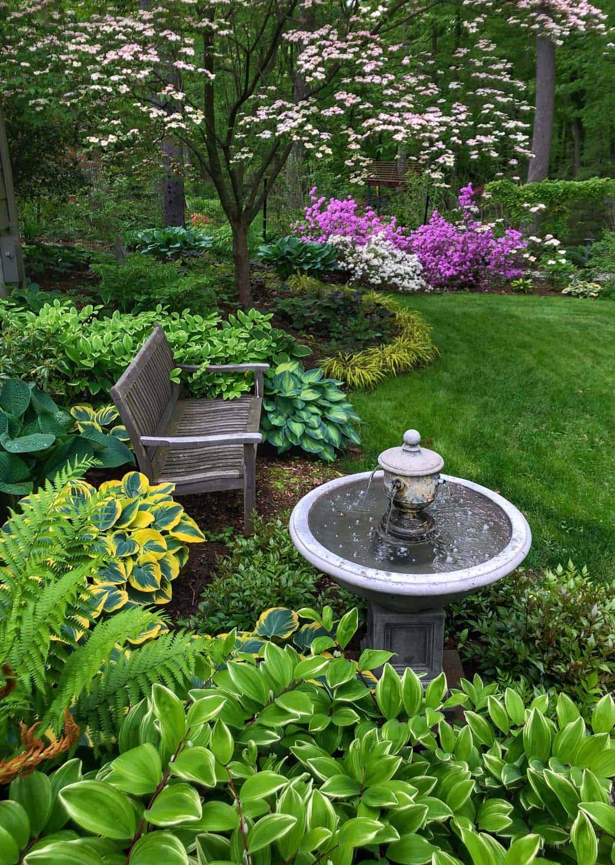 A shaded backyard garden with a stone birdbath fountain, teak bench, variegated hostas, ferns, and blooming pink dogwood and purple azaleas in the background