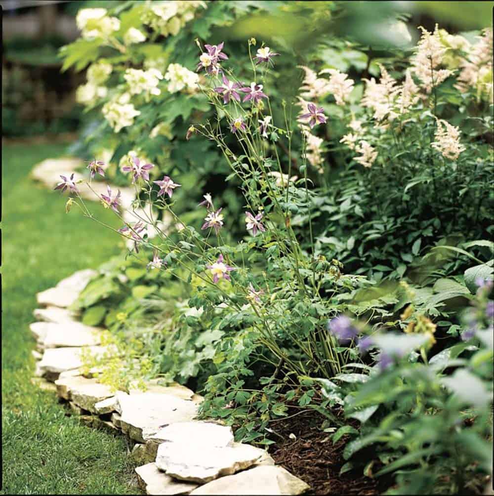 Flat flagstone edging along a lush cottage garden bed with columbine, astilbe, and hostas