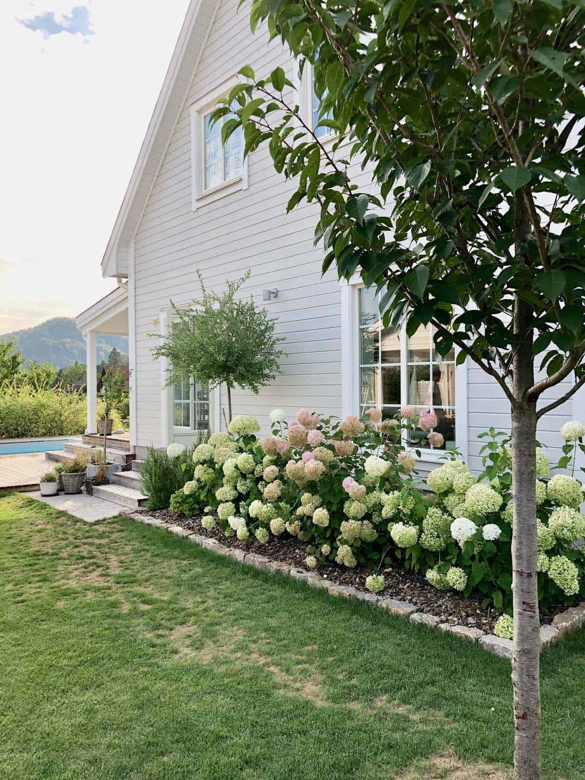 Low stone edging bordering a lush hydrangea bed along a white farmhouse with mountain views