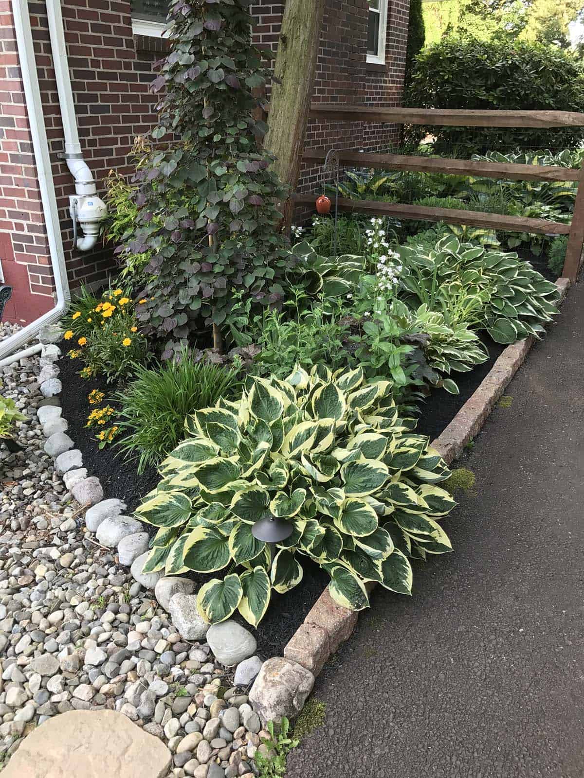 Mixed stone and brick edging along a shade garden bed with large variegated hostas and marigolds beside a brick home