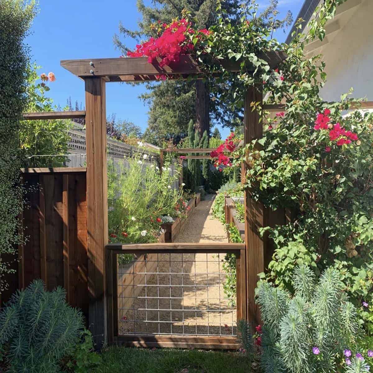 Narrow side yard with a wood pergola, wire gate, bougainvillea, raised garden beds, and a gravel path