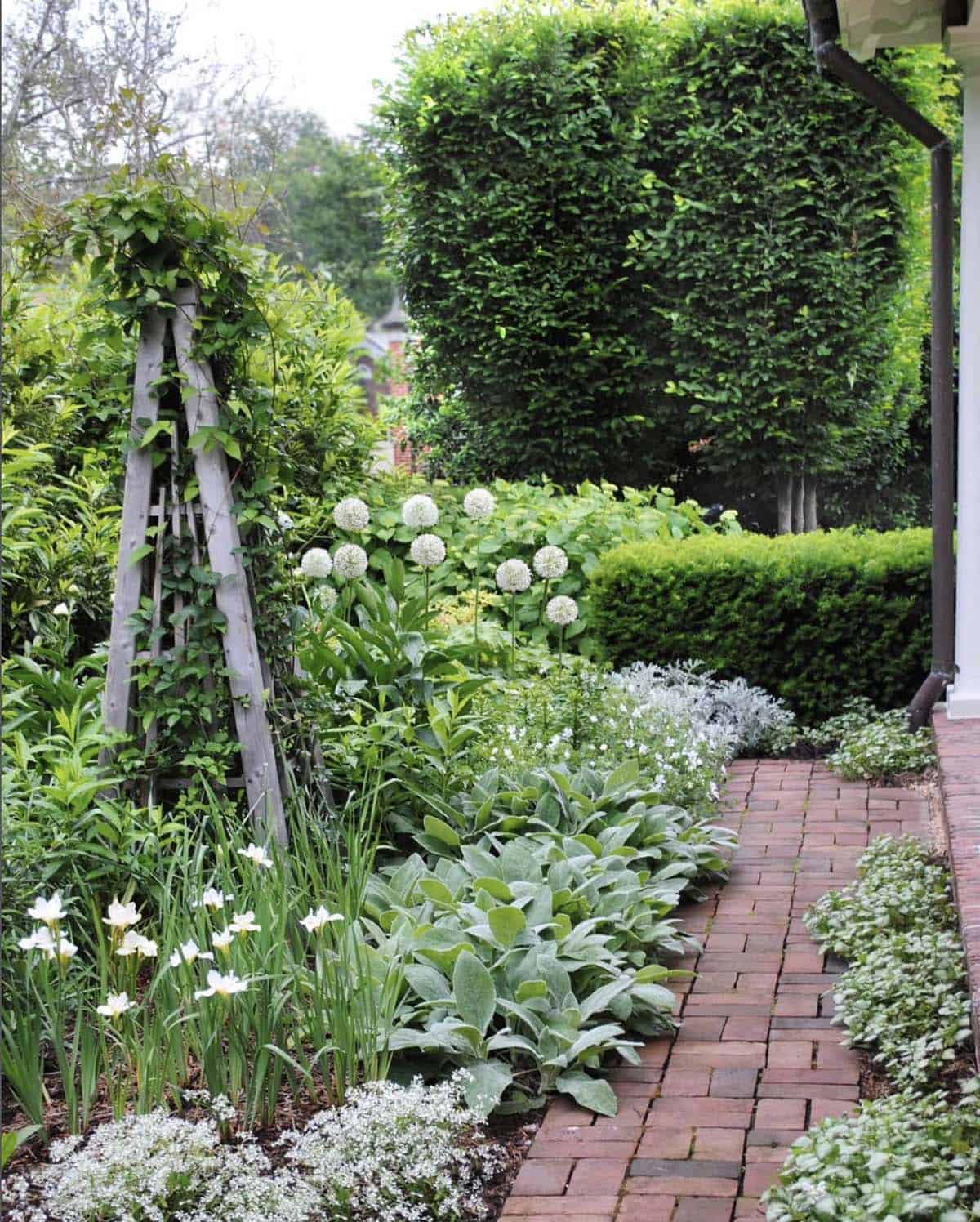 Narrow brick pathway bordered by a white garden with alliums, lamb's ear, irises, and a wooden obelisk beside a trimmed hedge