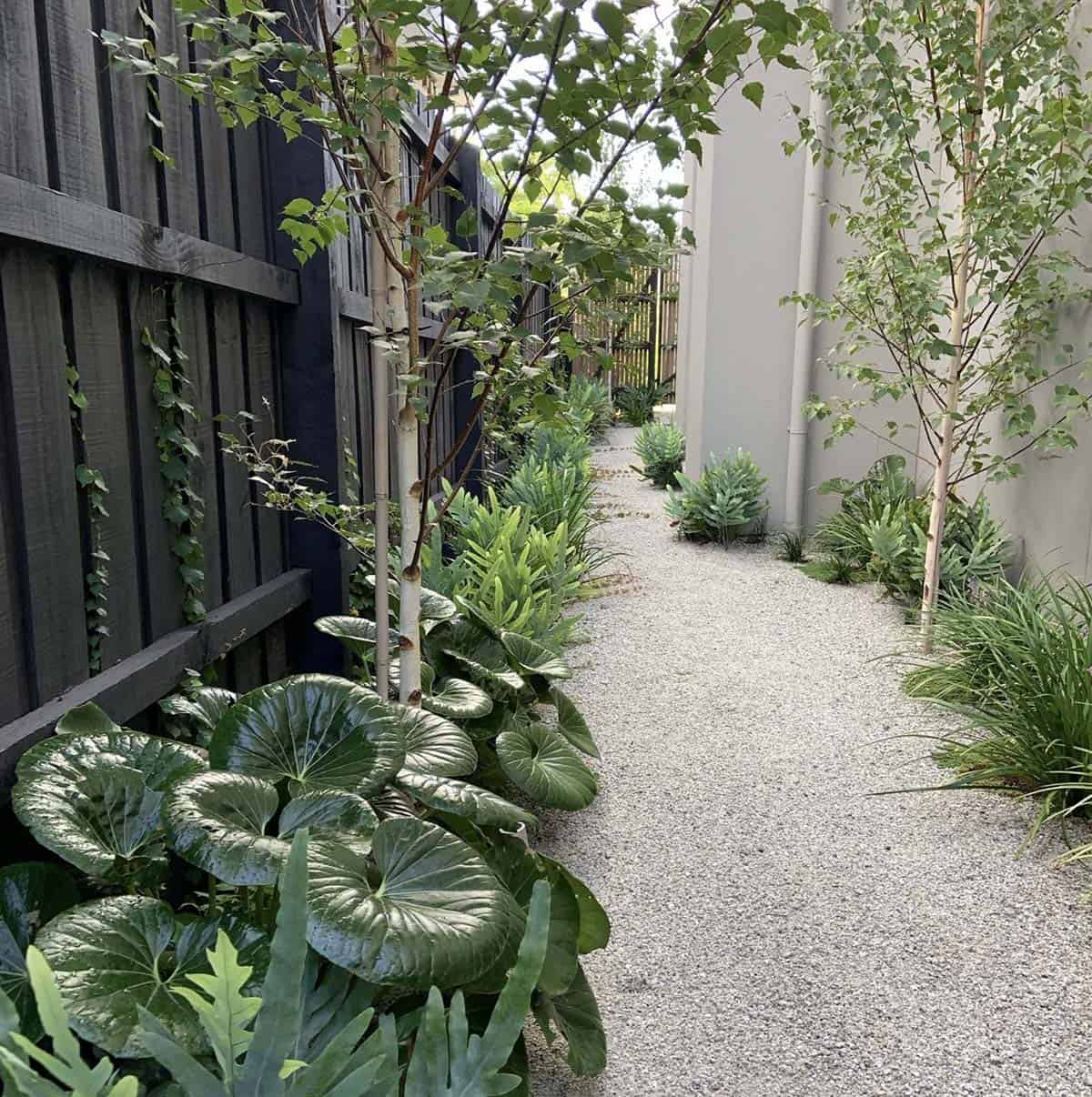 Narrow gravel path with white-trunked birch trees, large-leaf tropical plants, and succulents between a dark fence and white stucco wall