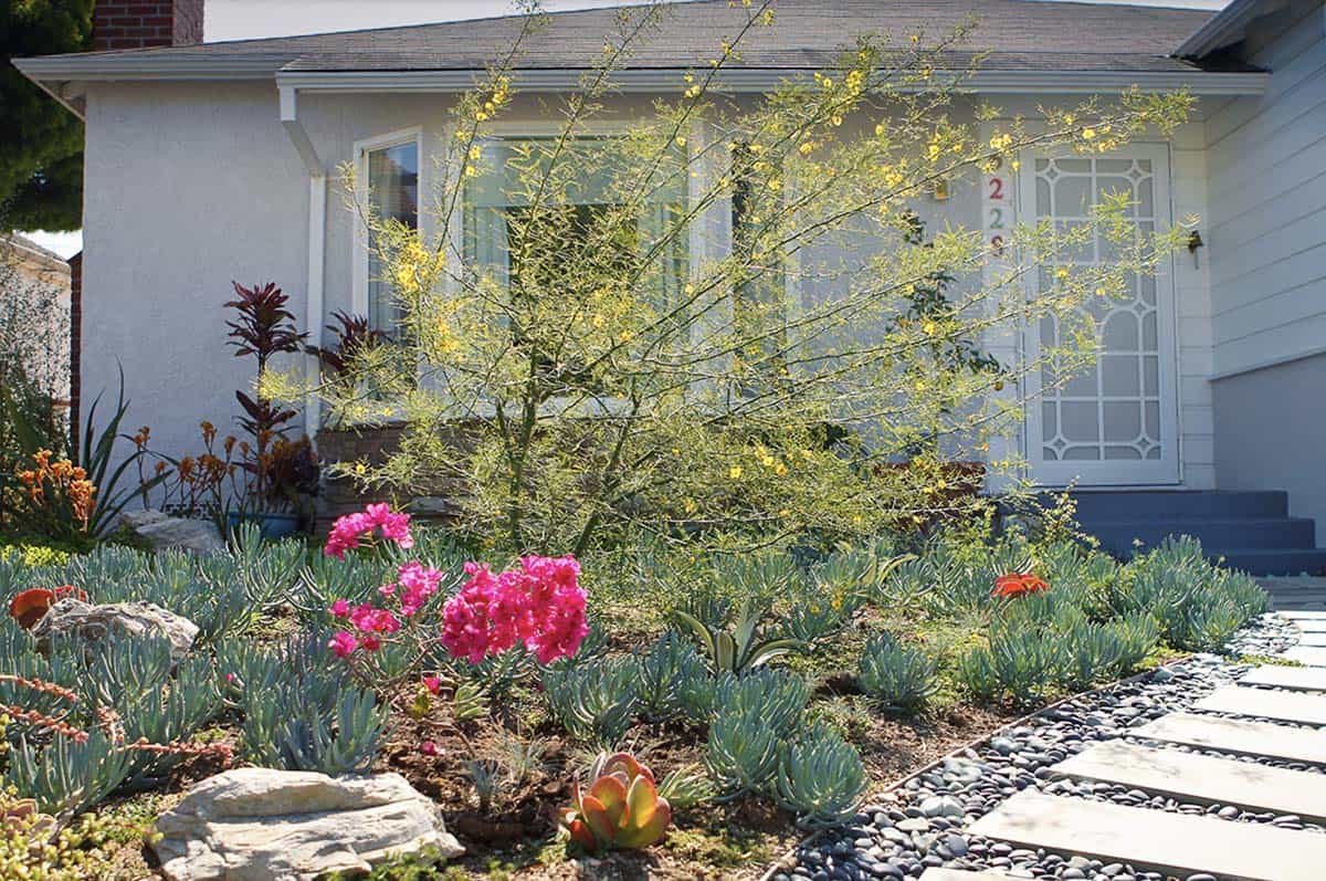 Colorful drought-tolerant front garden with Palos Verdes tree and Senecio ground cover in Ladera Heights, California